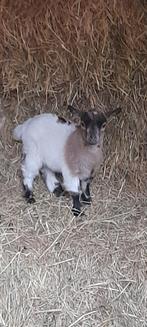 Lief moedergeitje met lammetjes, Dieren en Toebehoren, Schapen, Geiten en Varkens, Vrouwelijk, Geit, 0 tot 2 jaar