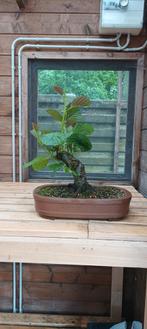 Zwarte els, bonsai startplant., Jardin & Terrasse, Plantes | Arbres, Enlèvement