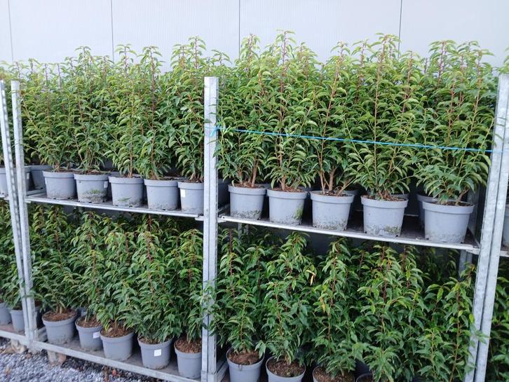 Portugese laurier, Tuin en Terras, Planten | Struiken en Hagen, Haag, Laurier, Minder dan 100 cm, Ophalen