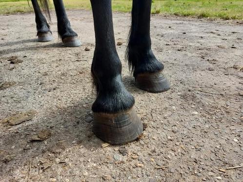 Hoefsmid aangeboden, Dieren en Toebehoren, Paarden