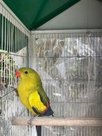 ZEER MOOIE KWEEKRIJPE BERGPARKIET MAN NU 75 EURO, Plusieurs animaux, Perruche