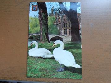 Postkaart Brugge: omgeving begijnhof (zwanen) beschikbaar voor biedingen