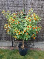 Lantana op stam, Tuin en Terras, Planten | Bomen, Ophalen