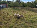 Jonge ramlammeren, Dieren en Toebehoren, Schapen, Geiten en Varkens, Mannelijk, Schaap, 0 tot 2 jaar