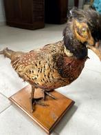 Fazant. taxidermie    (Doe een Bod), Antiek en Kunst, Curiosa en Brocante, Ophalen