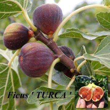 Zeer mooie VIJGENPLANTEN oa "TURCA NERO", In Pot, 15€/stuk beschikbaar voor biedingen