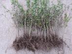 Haagplanten / bosplantgoed blote wortel, Ophalen
