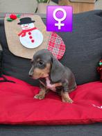 korthaar teckel pups, Dieren en Toebehoren, Honden | Teckels en Dashonden, België, CDV (hondenziekte), 8 tot 15 weken, Korthaar