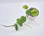 Philodendron scandens, Ophalen of Verzenden