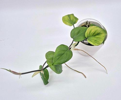 Philodendron scandens, Huis en Inrichting, Kamerplanten, Ophalen of Verzenden