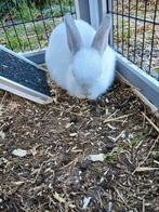 Lieve konijntjes op zoek naar 5 sterren 🏠, Dieren en Toebehoren, Konijnen