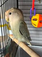 Dwergpapegaai roseicolli, Dieren en Toebehoren, Meerdere dieren, Dwergpapegaai of Agapornis