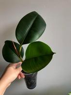 Ficus Elastica Robusta, Maison & Meubles, Plantes d'intérieur, Ficus, Enlèvement ou Envoi