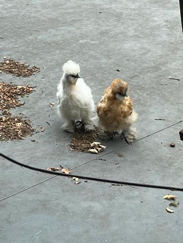 Zijdehoen hennen te koop, Femelle, Poule ou poulet