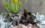 Schattige, lieve, speelse Selkirk Rex kittens, Poes, Gechipt, 0 tot 2 jaar