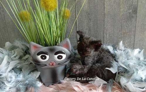 Schattige, lieve, speelse Selkirk Rex kittens, Dieren en Toebehoren, Katten en Kittens | Raskatten | Korthaar, Poes, 0 tot 2 jaar