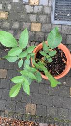 Jonge walnootboom plant, Tuin en Terras, Ophalen