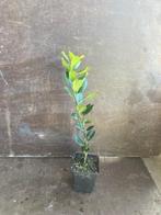 Prunus caucasica (Laurierstruik) 40/50+ P9, Ophalen, Laurier, Struik, Minder dan 100 cm