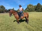 Recreatie paardje te koop - 6jr - 1,50m, Dieren en Toebehoren, Gechipt, Minder dan 160 cm, Ruin, 3 tot 6 jaar