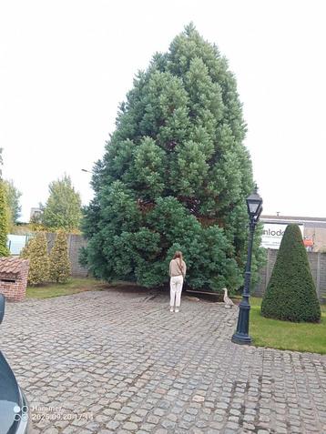 Kerstboom beschikbaar voor biedingen