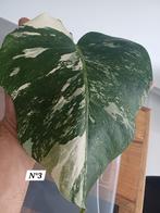 Monstera deliciosa albo variegata, Huis en Inrichting, Kamerplanten, Ophalen of Verzenden