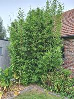Bamboe Semiarundinaria Fastuosa, Tuin en Terras, Ophalen