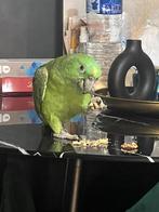 Amazone nuque jaune, Femelle, Perroquet, Parleur