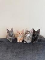 Maine Coon kittens, Dieren en Toebehoren, Meerdere dieren, 0 tot 2 jaar