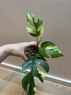 Rhapidophora Tetrasperma Monstera Minima Albo Variegata, Huis en Inrichting, Kamerplanten, Ophalen of Verzenden