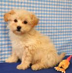 Super leuke Poedel pup!, Dieren en Toebehoren, Honden | Chihuahua's en Gezelschapshonden, Poedel, 15 weken tot 1 jaar, Reu, Buitenland