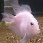 Witte papegaai cichliden