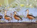 Wandering fluiteend, Dieren en Toebehoren, Pluimvee