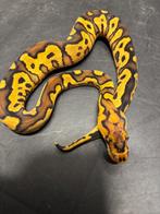 Verschillende koningspythons, Dieren en Toebehoren, Slang