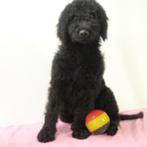 Labradoodle - Belgische pups te koop, CDV (hondenziekte), Meerdere, 8 tot 15 weken, Meerdere dieren