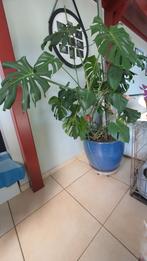 Plantes divers, Ophalen