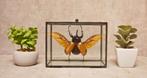 Kever in glazen box, Verzamelen, Ophalen of Verzenden, Nieuw, Insect, Overige typen