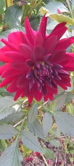 Dahlia knollen €2 ‘ Arabian Night’. Te koop, Tuin en Terras, Bloembollen en Zaden, Ophalen of Verzenden, Voorjaar, Volle zon, Knol