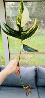 Philodendron florida beauty variegata  gewortelde stekken, Ophalen, 200 cm of meer, Overige soorten, Halfschaduw