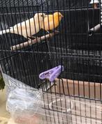 een gele man van 23 jaar en vier jongen van 25, Dieren en Toebehoren, Vogels | Kanaries