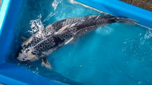 Shiro Asagi 68cm Female koishow 3e prijs gewonnen als tosai., Dieren en Toebehoren, Vissen | Vijvervissen, Karper of Koi