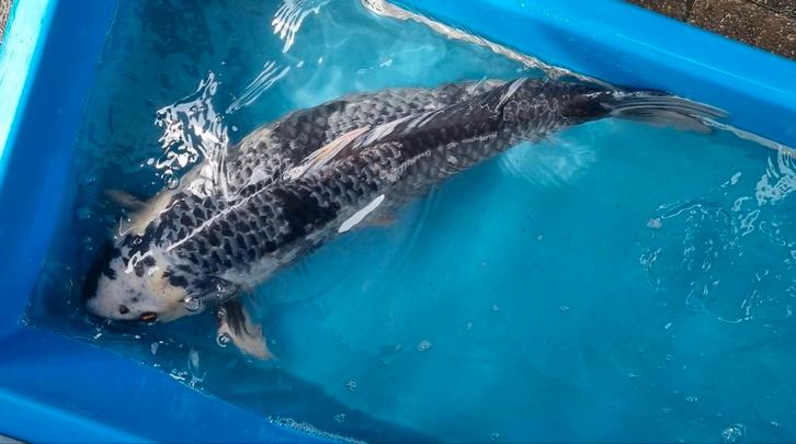Kage Utsuri, Shiro Asagi 68cm Female koishow prijs winnaar, Dieren en Toebehoren, Vissen | Vijvervissen, Karper of Koi