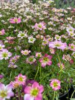 Chatons disponible, Enlèvement