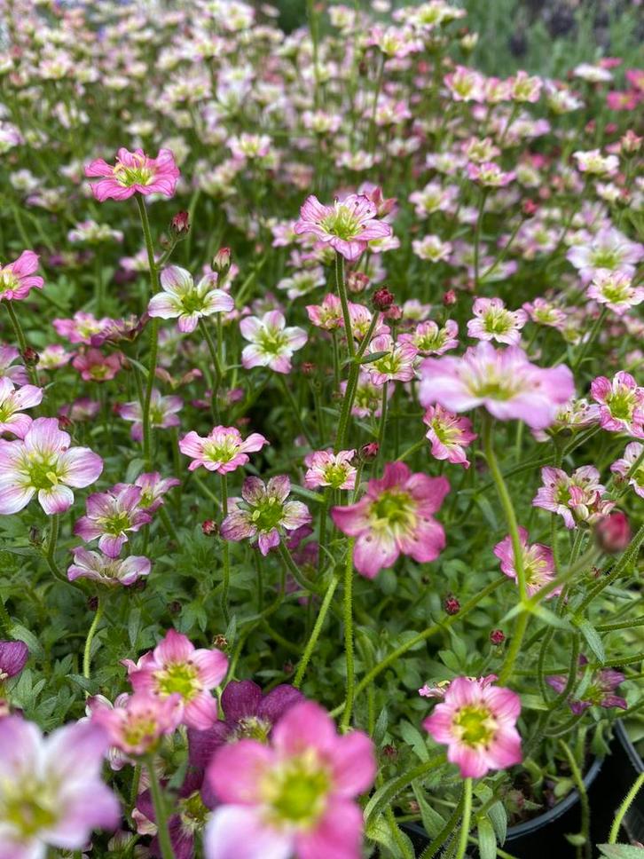 Chatons disponible, Tuin en Terras, Planten | Tuinplanten, Ophalen