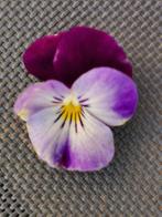 10 zaden paarse hoornviooltjes - eetbare bloemen, Tuin en Terras, Zaad, Verzenden