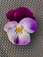 10 zaden paarse hoornviooltjes - eetbare bloemen, Verzenden, Zaad