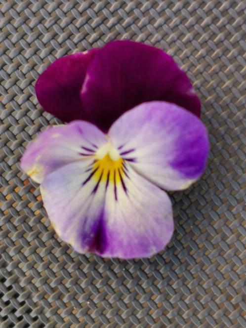 10 zaden paarse hoornviooltjes - eetbare bloemen, Tuin en Terras, Bloembollen en Zaden, Zaad, Verzenden