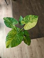 Alocasia Gagaena aurea., Huis en Inrichting, Kamerplanten, Ophalen