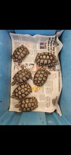 Landschildpadjes, Dieren en Toebehoren, Reptielen en Amfibieën, Schildpad, 3 tot 6 jaar