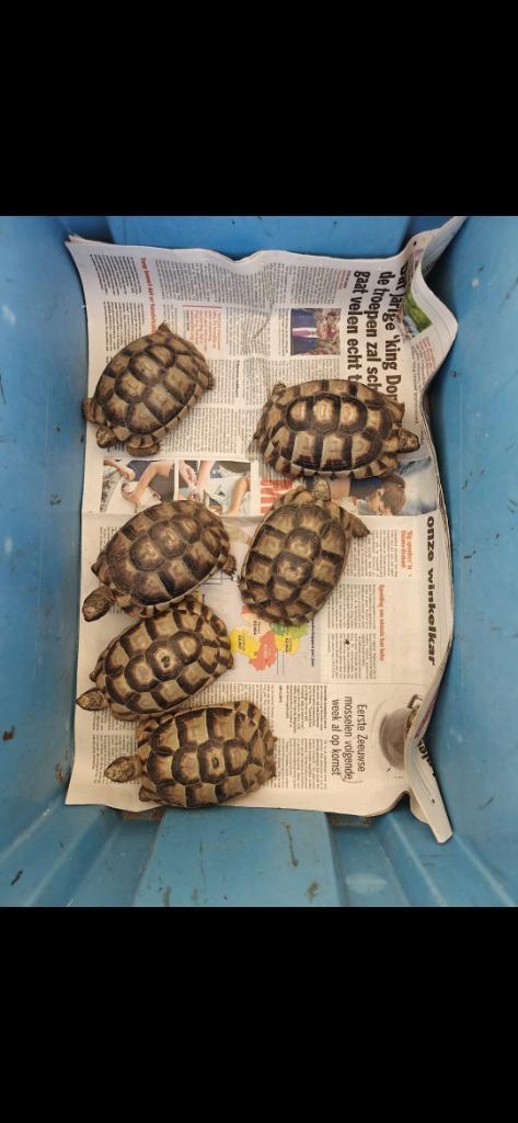 Landschildpadjes, Dieren en Toebehoren, Reptielen en Amfibieën, Schildpad, 3 tot 6 jaar