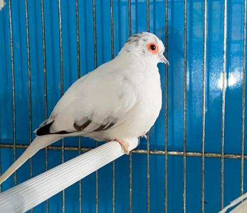 Diamantduiven, Dieren en Toebehoren, Vogels | Duiven, Overige soorten, Meerdere dieren